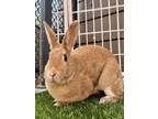 Adopt ELEKTRA a Bunny Rabbit