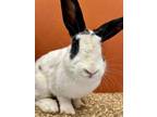 Adopt JANELLE a Bunny Rabbit