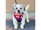 Adopt Bobby *ADOPTION PENDING* a Maltipoo