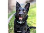 Adopt Rockette a Border Collie, German Shepherd Dog
