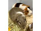 Adopt Pumpkin And Pie a Guinea Pig