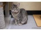 Adopt Bonnie a Tabby