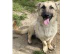 Adopt DAISY a German Shepherd Dog, Mixed Breed