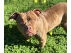 Adopt TULIP a Pit Bull Terrier