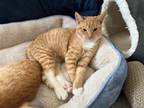 Adopt Tumtum and Colt, bonded a Tabby, Domestic Short Hair