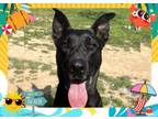 Adopt LETTY a German Shepherd Dog