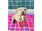 Adopt MAGGIE a Pit Bull Terrier