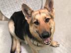 Adopt HELGA a German Shepherd Dog