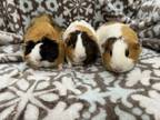 Adopt Tiza (bonded to Zea and Xeep) a Guinea Pig