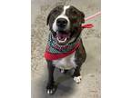 Adopt Marnie a Pit Bull Terrier