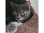 Adopt Ashley Houston a Domestic Short Hair