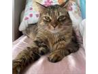 Adopt Bobbie Scott a Domestic Medium Hair