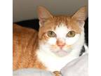 Adopt Buffalo a Domestic Short Hair