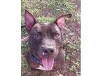 Adopt COURTNEY a American Staffordshire Terrier