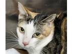 Adopt MOMMA a Domestic Short Hair