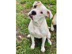 Adopt MARY KATE a Boxer, Mixed Breed