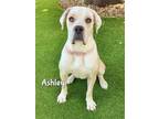 Adopt ASHLEY a Boxer, Mixed Breed