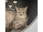 Adopt Tortilla a Domestic Short Hair