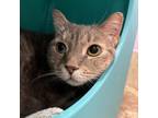 Adopt FeFe a Domestic Short Hair