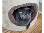 Adopt Atlas a Domestic Short Hair