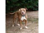 Adopt Abby 20389 a Pit Bull Terrier