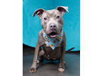 Adopt Silver Surfer - AVAILABLE BY APPOINTMENT a Pit Bull Terrier, Mixed Breed