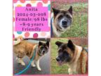 Adopt 2024-03-008 *Anita* a Akita