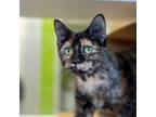Adopt Sprite -- Bonded Buddy With Pepsi a Domestic Short Hair
