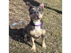 Adopt Karma a American Bully