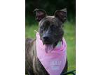 Adopt Annie a Pit Bull Terrier