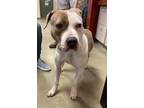 Adopt Paris a Pit Bull Terrier