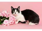 Adopt Lucy a Domestic Short Hair