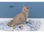 Adopt Yoplait a Domestic Short Hair