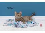 Adopt Sloane a Domestic Short Hair