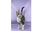 Adopt Munchkin a Domestic Short Hair