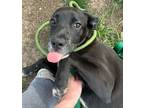 Adopt Oreo a Mastiff, Mixed Breed