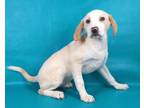 Adopt Ruth a Golden Retriever, Mixed Breed