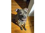 Adopt Moxie a Pit Bull Terrier, Mixed Breed