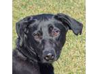 Adopt Essie a Black Labrador Retriever, Whippet