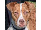 Adopt Stella a Catahoula Leopard Dog, American Staffordshire Terrier