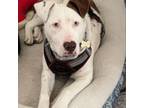 Adopt Wanda a Catahoula Leopard Dog, Labrador Retriever