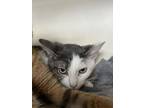 Adopt Peach a Domestic Short Hair