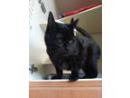 Adopt Coolatta a Domestic Short Hair