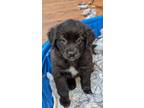 Adopt Aligot a Newfoundland Dog, Border Collie