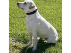 Adopt Skye a Yellow Labrador Retriever