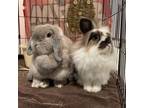 Adopt Willow a Holland Lop, Bunny Rabbit