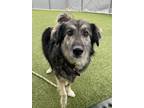 Adopt Autumn (in foster) a Alaskan Malamute, Mixed Breed