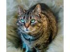 Adopt Katniss a Domestic Short Hair