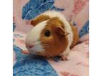 Adopt Derby a Guinea Pig