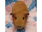 Adopt Canterbury a Guinea Pig